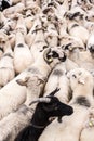 Herd of sheep. Royalty Free Stock Photo