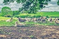 Herd of Sheep on Fresh Green Pasture Royalty Free Stock Photo