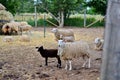 Herd of sheep with full fleeces on a farm Royalty Free Stock Photo