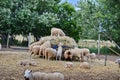 Herd of sheep with full fleeces on a farm Royalty Free Stock Photo