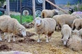 Herd of sheep with full fleeces on a farm Royalty Free Stock Photo
