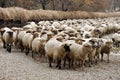 Herd of sheep gathering