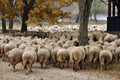 Herd of sheep gathering