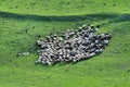Herd of sheep gathering