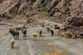 Herd of sheep and goats in Bartang valley in Pamir mountains, Tajikist