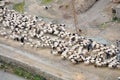 Herd of sheep and goats crossing a road