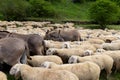 Herd of sheep, goats and donkeys in the meadows in Tuscany. Italy Royalty Free Stock Photo