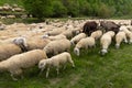 Herd of sheep, goats and donkeys in the meadows in Tuscany. Italy Royalty Free Stock Photo