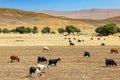 Herd of Sheep and Goats in dry landscape. Royalty Free Stock Photo