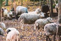 Herd of sheep and goats graze in the forest Royalty Free Stock Photo