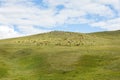 Herd of sheep and goats graze in the Mongolian steppe