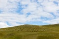 Herd of sheep and goats graze in the Mongolian steppe