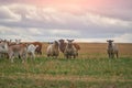 a herd of sheep and goats grazing in a meadow