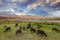 A herd of sheep and goats grazing near the lake at the foot of t