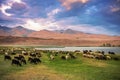 A herd of sheep and goats grazing near the lake at the foot of t