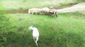 A herd of sheep and goats on the river Royalty Free Stock Photo