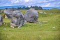 Herd of sheep in grassland in Waitaki basin near Oamaru in New Zealand