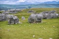 Herd of sheep in grassland in Waitaki basin near Oamaru in New Zealand