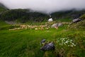 Herd of sheep on a grassy meadow Royalty Free Stock Photo