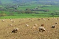 Herd of sheep graze on the farmland in Axe Valley