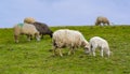 Herd of sheep graze on green pasture Royalty Free Stock Photo