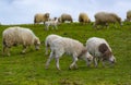 Herd of sheep graze on green pasture Royalty Free Stock Photo