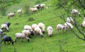 Herd of sheep graze on green pasture in the mountains