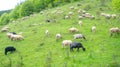 Herd of sheep graze on green pasture in the mountains Royalty Free Stock Photo