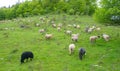 Sheep graze on green pasture in the mountains Royalty Free Stock Photo