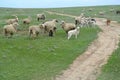 The herd of sheep is grazed in the spring steppe. Kalmykia