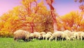 The herd of sheep grazes on green a meadow