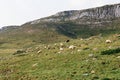 Herd of sheep grazes on a green pasture in the mountains Royalty Free Stock Photo