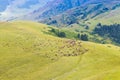 A herd of sheep grazes high in the mountains. Agriculture. Pasture in the mountains, jailoo. Kyrgyzstan Royalty Free Stock Photo
