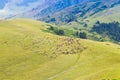 A herd of sheep grazes high in the mountains. Agriculture. Pasture in the mountains, jailoo. Kyrgyzstan Royalty Free Stock Photo