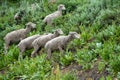 Herd of sheep grazing along the Teton Pass near the Idaho and Wyoming state border, along Pine Creek Pass