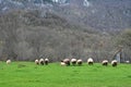 A herd of sheep grazing on a beautiful mountain meadow. Royalty Free Stock Photo