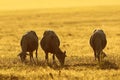 Herd of sheep grazing at dawn Royalty Free Stock Photo