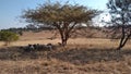 A herd of sheep grazing on dull grass in the shade of a large tree on a winter`s day