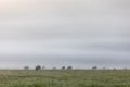 Herd of sheep grazing on a field during a foggy morning Royalty Free Stock Photo
