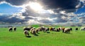 A herd of sheep grazing on a field with lush green grass Royalty Free Stock Photo