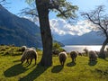 A herd of sheep are grazing in a field next to a tree Royalty Free Stock Photo