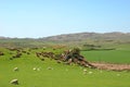 Scottish Sheep Grazing