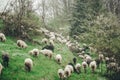 Herd of sheep grazing in the green snow covered fields Royalty Free Stock Photo