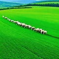 herd of sheep grazing on lush green field next Royalty Free Stock Photo