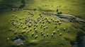 A herd of sheep grazing on a lush green field Royalty Free Stock Photo