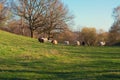 Herd of sheep grazing on a meadow