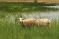 Herd of sheep grazing in a meadow