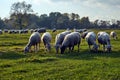 A herd of sheep grazing in a meadow in the Warta River backwaters Royalty Free Stock Photo