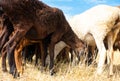 A herd of sheep grazing. Meat fat-tailed sheep in nature Royalty Free Stock Photo