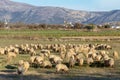 Herd of sheep grazing on a mountain agricultural area Royalty Free Stock Photo